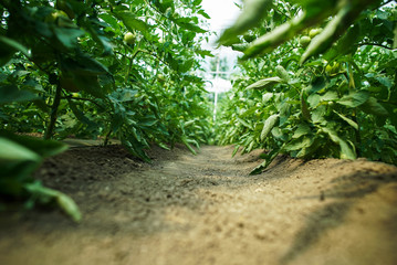 Red and green tomatoes on the greenhouse farm