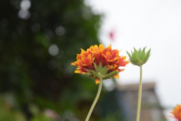 red flower in the garden