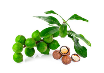 macadamia nut on a white background