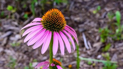 Purple Coneflower