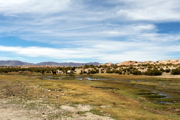 Desert landscapes with mountains in Bolivia at the dry season, dry vegetation is a natural background