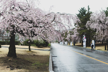 people walking in city park