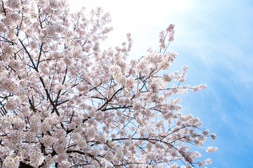 cherry blossom in spring