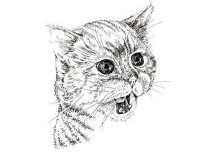 Black and white drawing of a cat's head with an open mouth. Graphics.