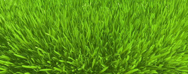 Green grass. background texture. fresh spring green grass. 3d rendering