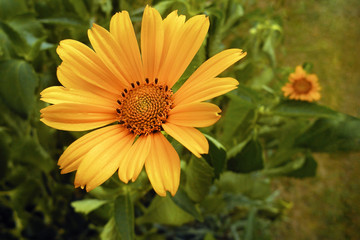 Yellow daisy flower closeup