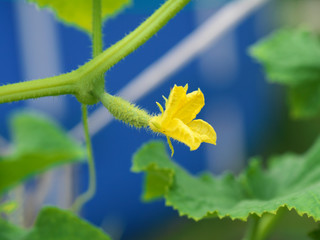 small cucumber with flower and tendrils in vegetable bed