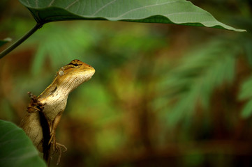 South East Asian Lizards Scincidae (Skinks) standing on a branch under a big leaf 