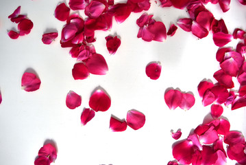 Pink rose petals on white background, background or texture for banners