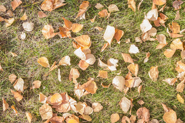 Fallen leaves on the grass.
