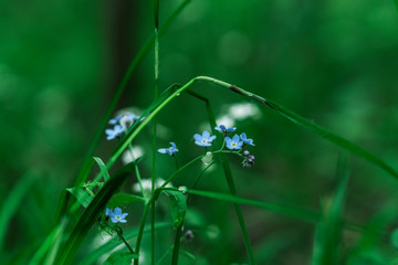 Summer nature in the forest