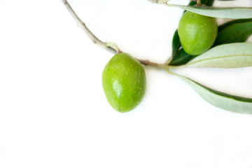 Olive branch on white background.