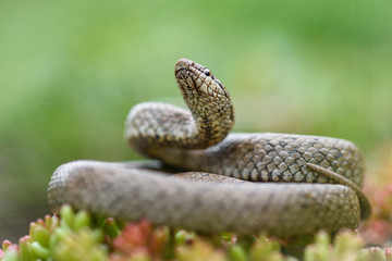 Smooth snake, coronella austiraca,