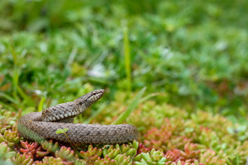 Smooth snake, coronella austiraca,