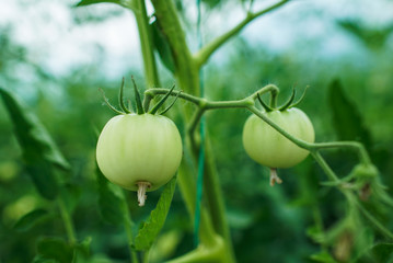 Red and green tomatoes on the greenhouse farm