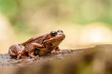 European common frog , Rana temporaria.