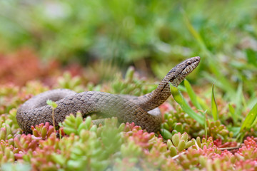 Smooth snake, coronella austiraca,