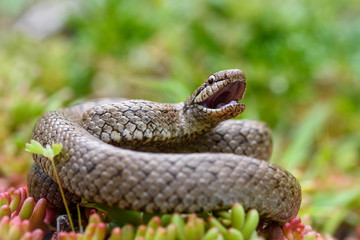 Smooth snake, coronella austiraca,