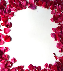 Frame of pink rose petals, white background