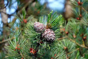 ripe cones of a swiss stone pine for a dilicious liquor