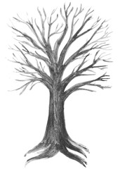 albero con le radici acquerello sfondo bianco