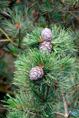 ripe cones of a swiss stone pine for a dilicious liquor