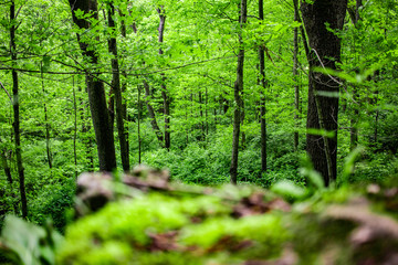 Fototapeta premium Ridge looking over Trees