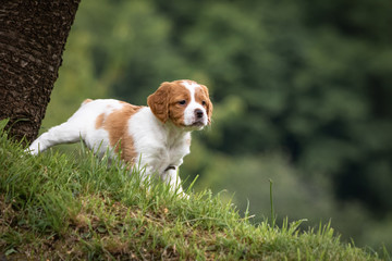 beautiful baby brittany spaniel portrait beside the tree trunk in green meadow outdoors