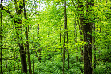 Fototapeta premium Trees Landscapes