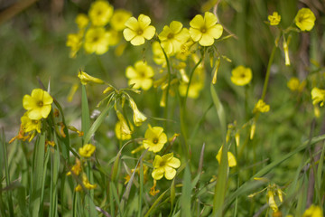 Yellow Flowers