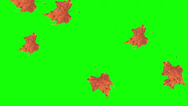 Multicoloured falling leaves on green background. Can be used for overlays on your video project.