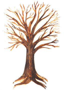 disegno di un albero con le radici acquerello sfondo bianco
