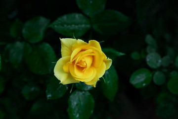 Yellow rose in the flowers garden close up background