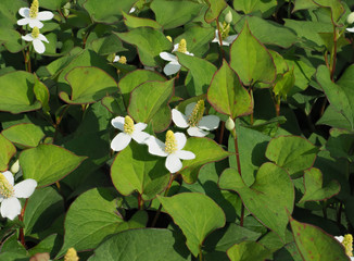 Eidechsenschwanz Flame Houttuynia cordata Flame