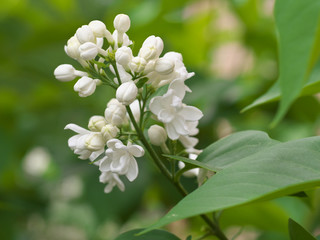 White lilac flowers with buds for a background, spring garden, syringe vulgaris