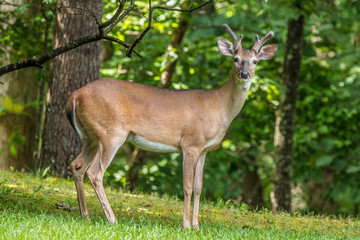 Naklejka na ściany i meble Deer posing for the camera in the forest