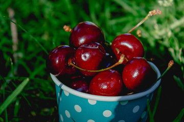 Ripe cherries in paper blue cup with polka dot pattern on green grass. Colorful summer vibes.