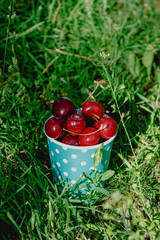 Ripe cherries in paper blue cup with polka dot pattern on green grass. Colorful summer vibes.