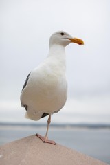 Fototapeta premium Seagull