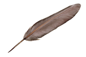 Single dark brown bird feather isolated on a white background