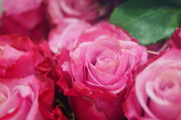 Rose flower plant landscape