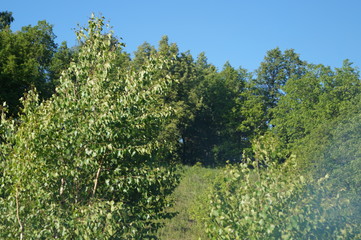 trees and blue sky