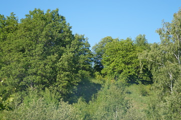trees and blue sky