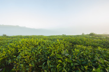 Fototapeta na wymiar Morning at the tea plantation