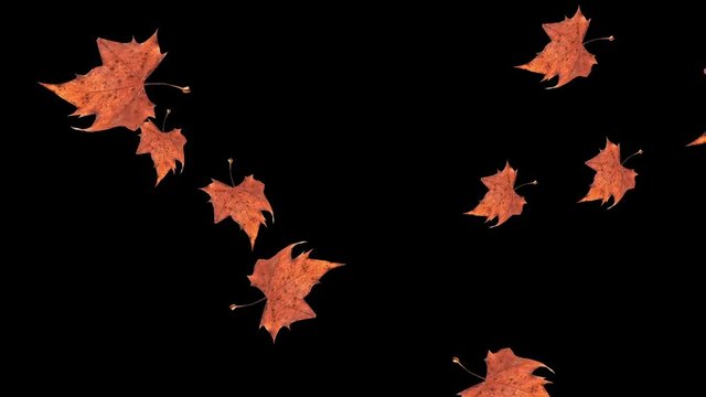 Autumn falling leaves on black background