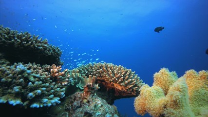 Search Photos Butterfly Fish