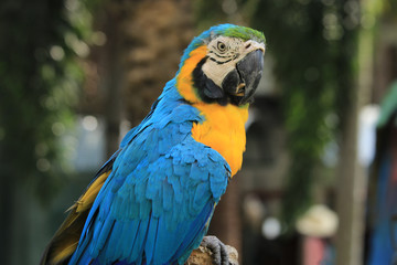 One macaw bird perched on a large branch.