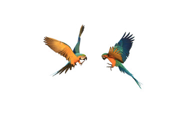 Flying of various macaw parrots, white background.
