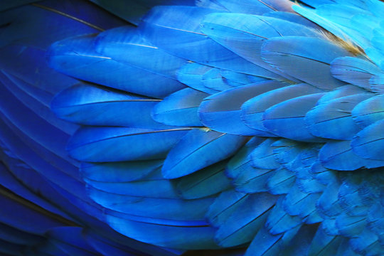 One macaw feather is blue in one color.