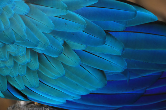 One macaw feather is light blue to dark blue.